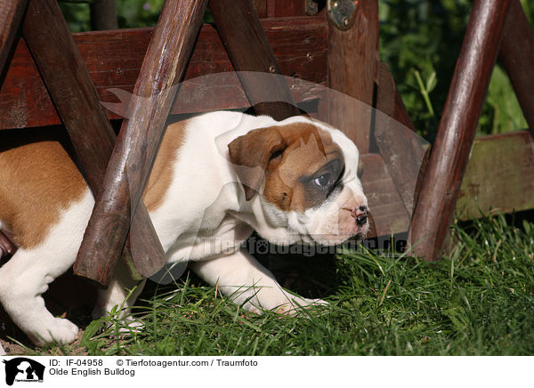 Altenglische Bulldogge / Olde English Bulldog / IF-04958