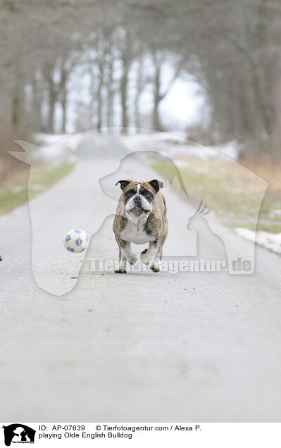 spielende Olde English Bulldog / playing Olde English Bulldog / AP-07639