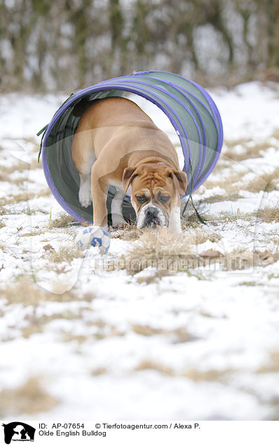 Olde English Bulldog / Olde English Bulldog / AP-07654