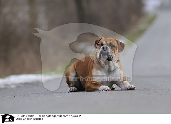 Olde English Bulldog / AP-07686