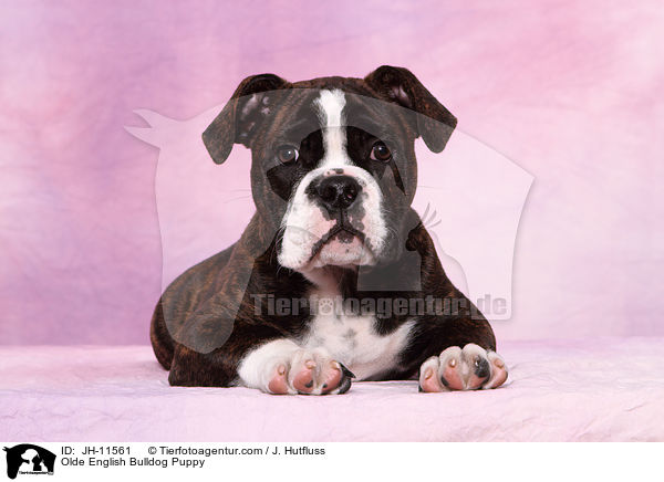 Olde English Bulldog Welpe / Olde English Bulldog Puppy / JH-11561