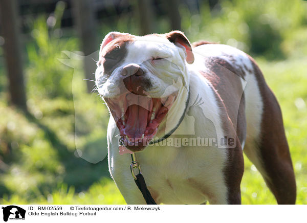 Olde English Bulldog Portrait / Olde English Bulldog Portrait / BM-02559