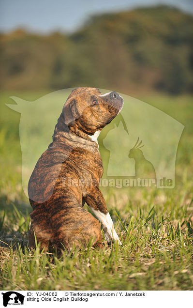 sitzende Olde English Bulldog / sitting Olde English Bulldog / YJ-04062