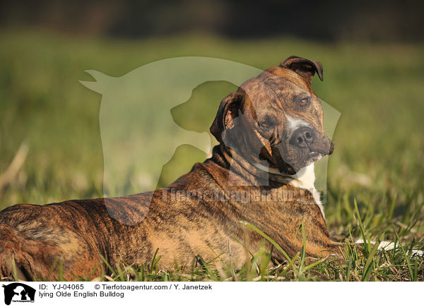 liegender Olde English Bulldog / lying Olde English Bulldog / YJ-04065