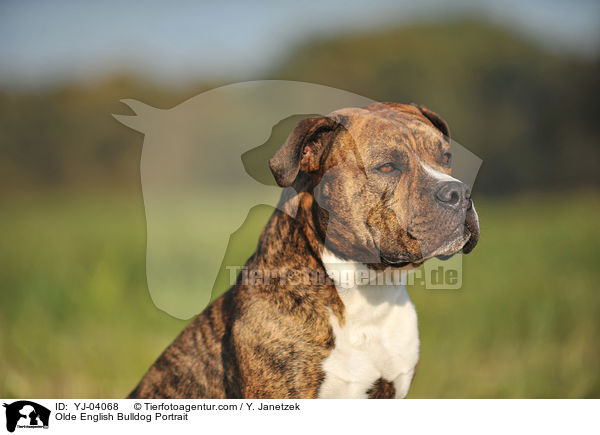 Olde English Bulldog Portrait / Olde English Bulldog Portrait / YJ-04068