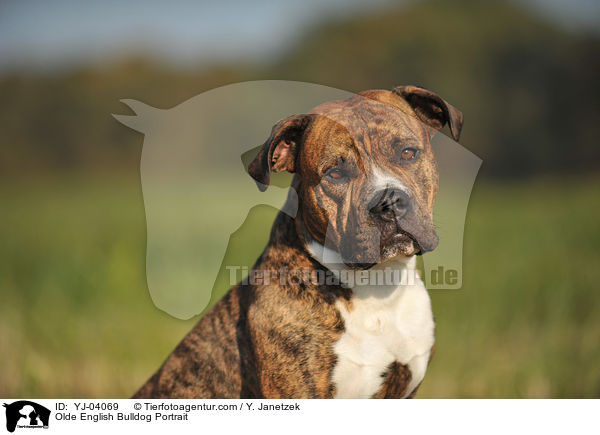 Olde English Bulldog Portrait / Olde English Bulldog Portrait / YJ-04069