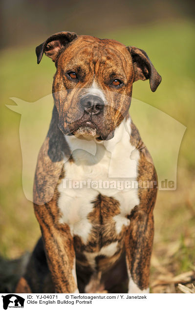 Olde English Bulldog Portrait / Olde English Bulldog Portrait / YJ-04071