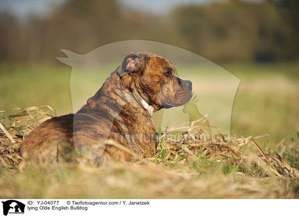 liegender Olde English Bulldog / lying Olde English Bulldog / YJ-04077