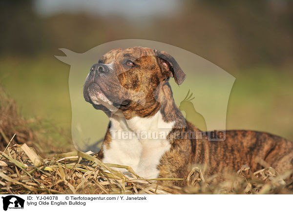 liegender Olde English Bulldog / lying Olde English Bulldog / YJ-04078