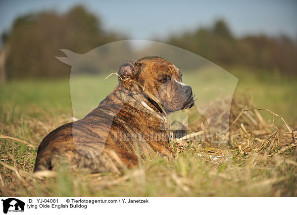 liegender Olde English Bulldog / lying Olde English Bulldog / YJ-04081