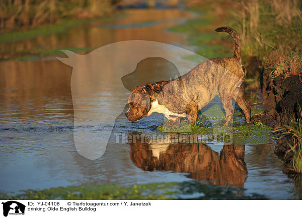 trinkender Olde English Bulldog / drinking Olde English Bulldog / YJ-04108