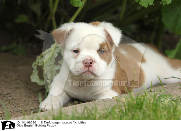 Olde English Bulldog Welpe / Olde English Bulldog Puppy / KL-09526