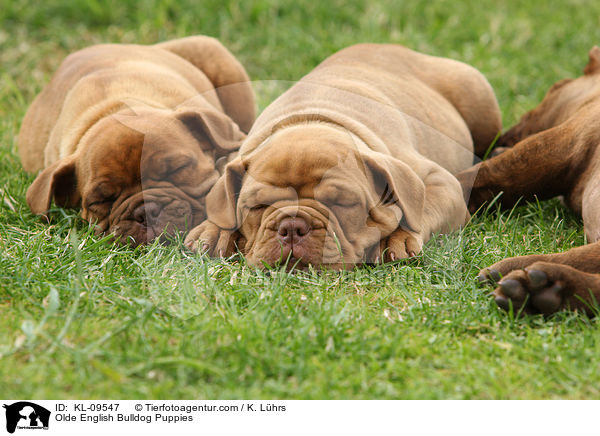 Olde English Bulldog Welpen / Olde English Bulldog Puppies / KL-09547