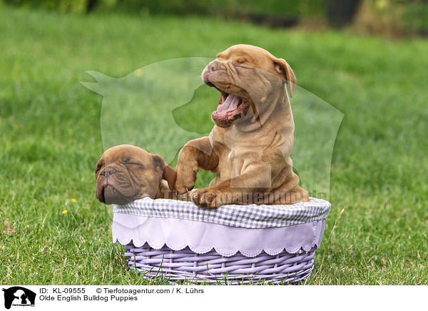 Olde English Bulldog Welpen / Olde English Bulldog Puppies / KL-09555