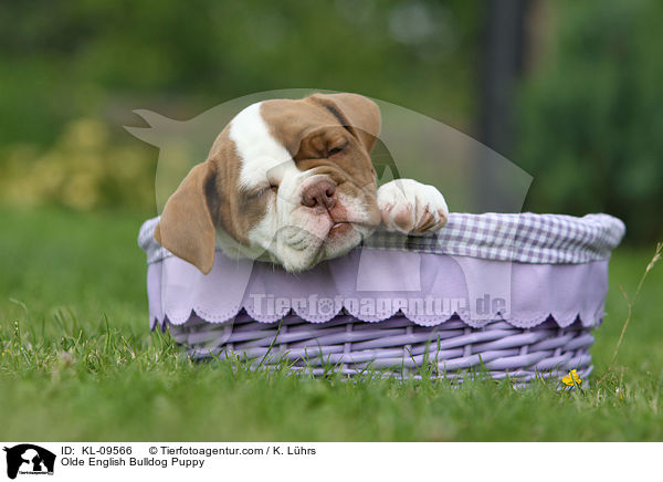 Olde English Bulldog Welpe / Olde English Bulldog Puppy / KL-09566