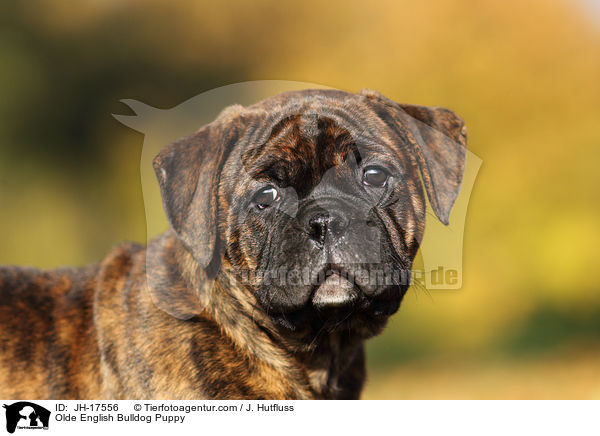 Olde English Bulldog Welpe / Olde English Bulldog Puppy / JH-17556