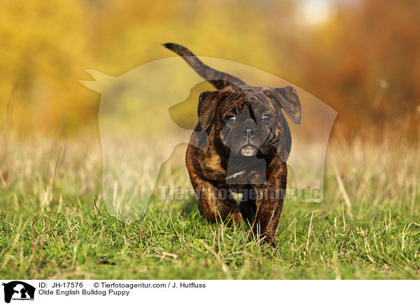 Olde English Bulldog Welpe / Olde English Bulldog Puppy / JH-17576