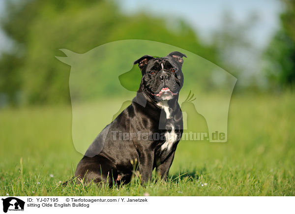 sitzende Olde English Bulldog / sitting Olde English Bulldog / YJ-07195