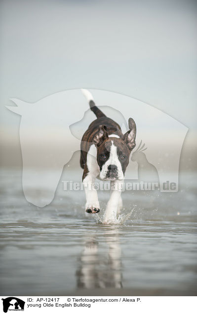 junge Olde English Bulldogge / young Olde English Bulldog / AP-12417