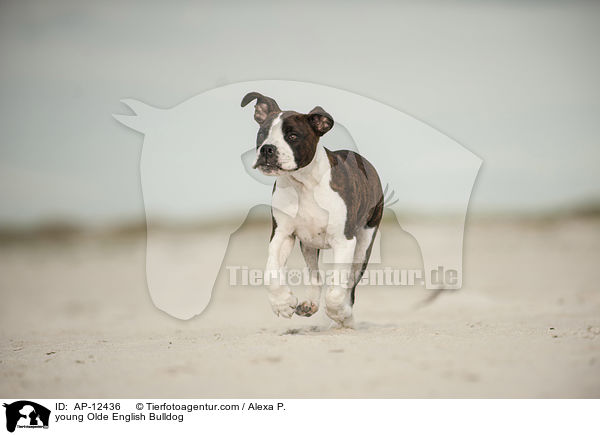 junge Olde English Bulldogge / young Olde English Bulldog / AP-12436