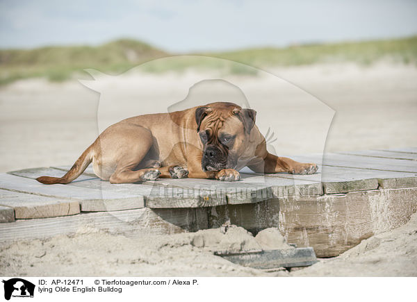 lying Olde English Bulldog / AP-12471