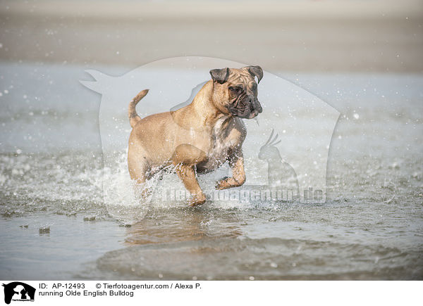 rennende Olde English Bulldogge / running Olde English Bulldog / AP-12493