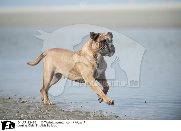 rennende Olde English Bulldogge / running Olde English Bulldog / AP-12499