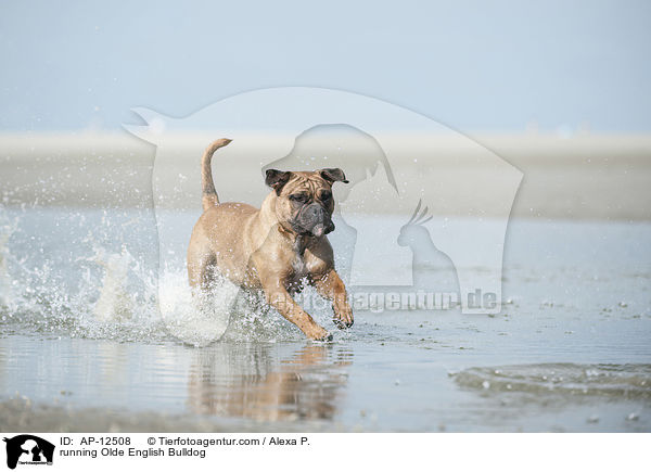 rennende Olde English Bulldogge / running Olde English Bulldog / AP-12508