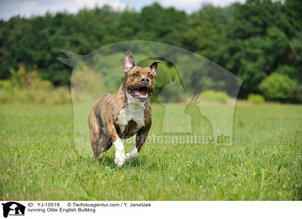 rennender Olde English Bulldog / running Olde English Bulldog / YJ-10016