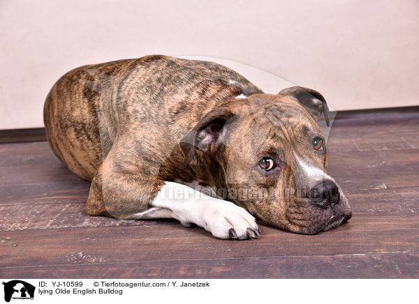 liegende Olde English Bulldoggeg / lying Olde English Bulldog / YJ-10599