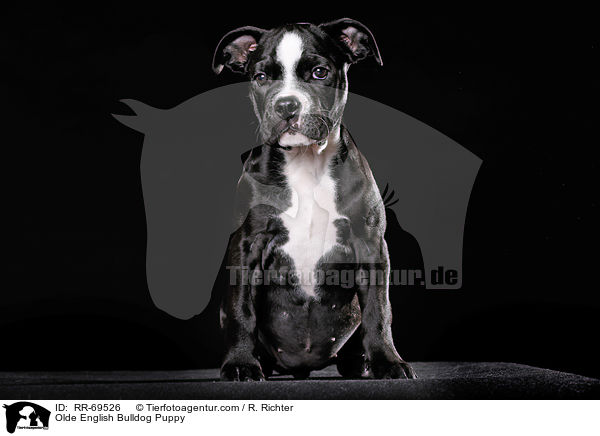 Olde English Bulldog Welpe / RR-69526