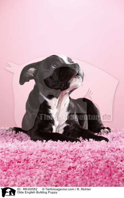 Olde English Bulldog Welpe / Olde English Bulldog Puppy / RR-69562