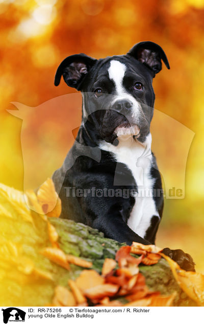 junge Olde English Bulldog / young Olde English Bulldog / RR-75266