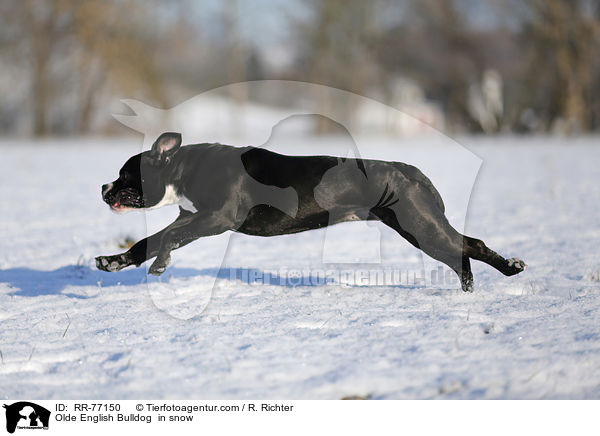 Olde English Bulldogge im Schnee / Olde English Bulldog  in snow / RR-77150