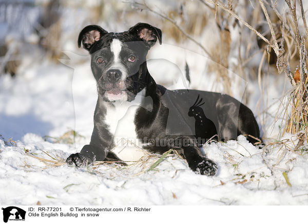 Olde English Bulldog  in snow / RR-77201