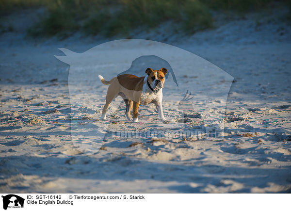 Olde English Bulldog / Olde English Bulldog / SST-16142