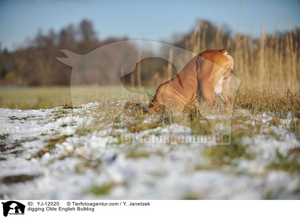 buddelnde Olde English Bulldog / digging Olde English Bulldog / YJ-12020