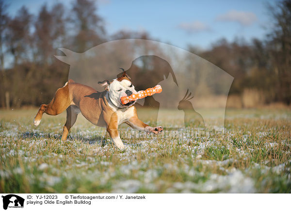 spielende Olde English Bulldog / playing Olde English Bulldog / YJ-12023