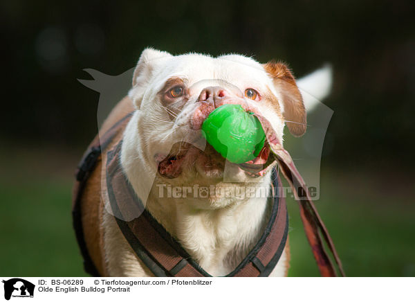 Olde English Bulldog Portrait / Olde English Bulldog Portrait / BS-06289