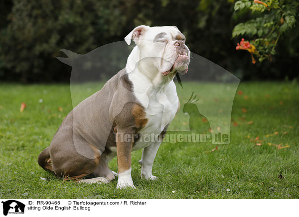 sitzende Olde English Bulldog / sitting Olde English Bulldog / RR-90465