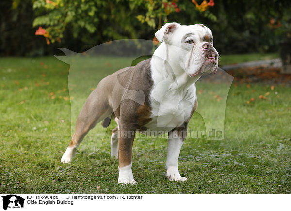 Olde English Bulldog / Olde English Bulldog / RR-90468