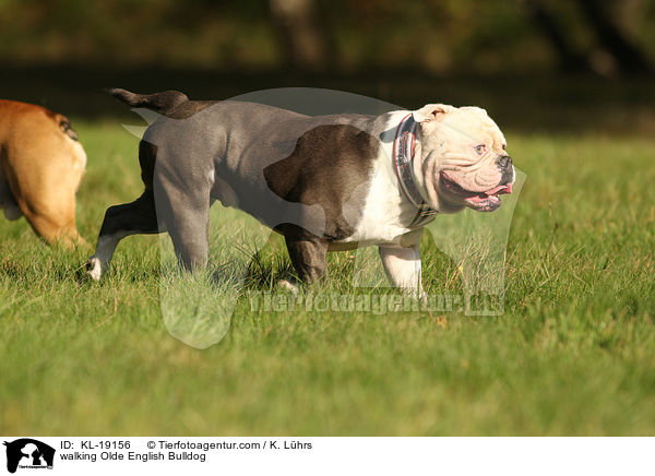 laufender Olde English Bulldog / walking Olde English Bulldog / KL-19156