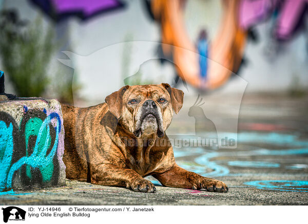 liegender Olde English Bulldog / lying Olde English Bulldog / YJ-14946