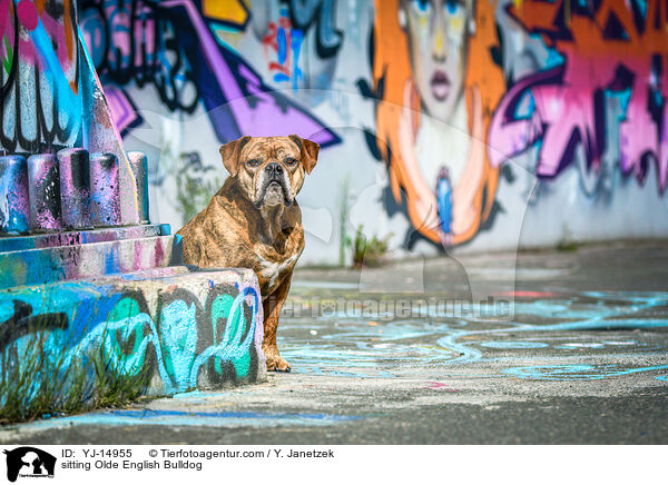 sitzender Olde English Bulldog / sitting Olde English Bulldog / YJ-14955