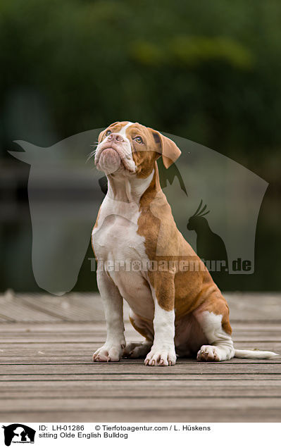 sitzende Olde English Bulldog / sitting Olde English Bulldog / LH-01286