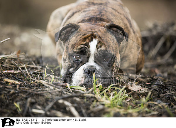 liegender Olde English Bulldog / lying Olde English Bulldog / SAS-01316