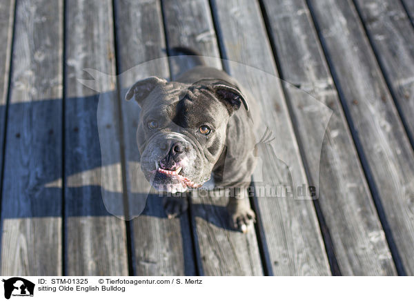 sitzende Olde English Bulldog / sitting Olde English Bulldog / STM-01325