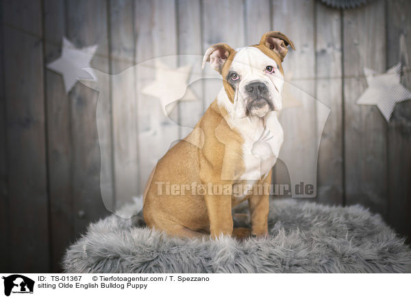 sitzender Olde English Bulldog Welpe / sitting Olde English Bulldog Puppy / TS-01367