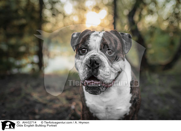 Olde English Bulldog Portrait / Olde English Bulldog Portrait / AH-02714