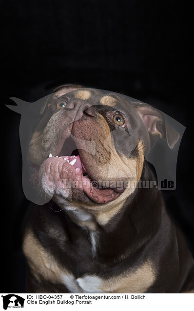 Olde English Bulldog Portrait / Olde English Bulldog Portrait / HBO-04357